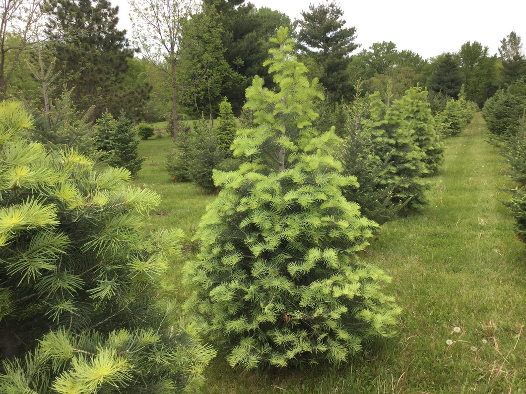 Christmas Tree 2670032